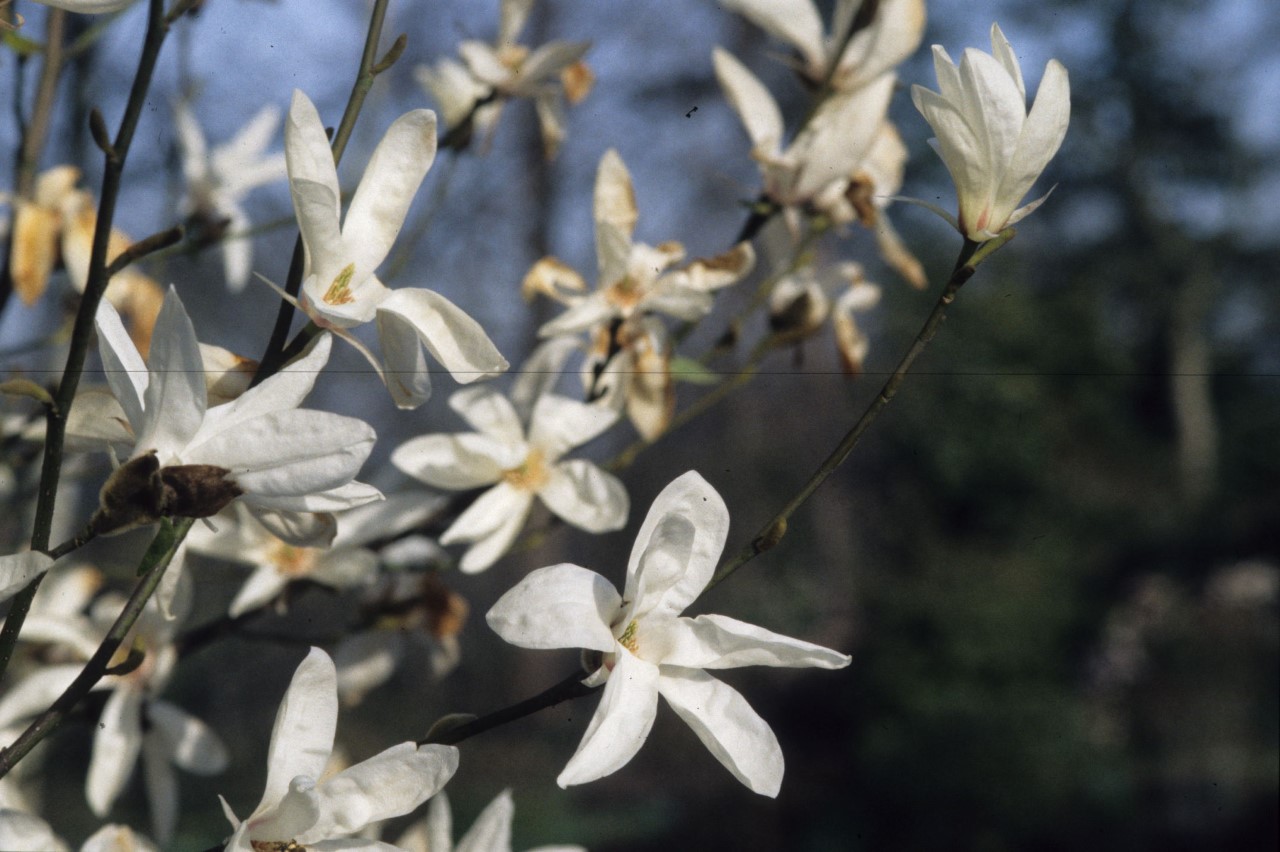 magnolia salicifolia